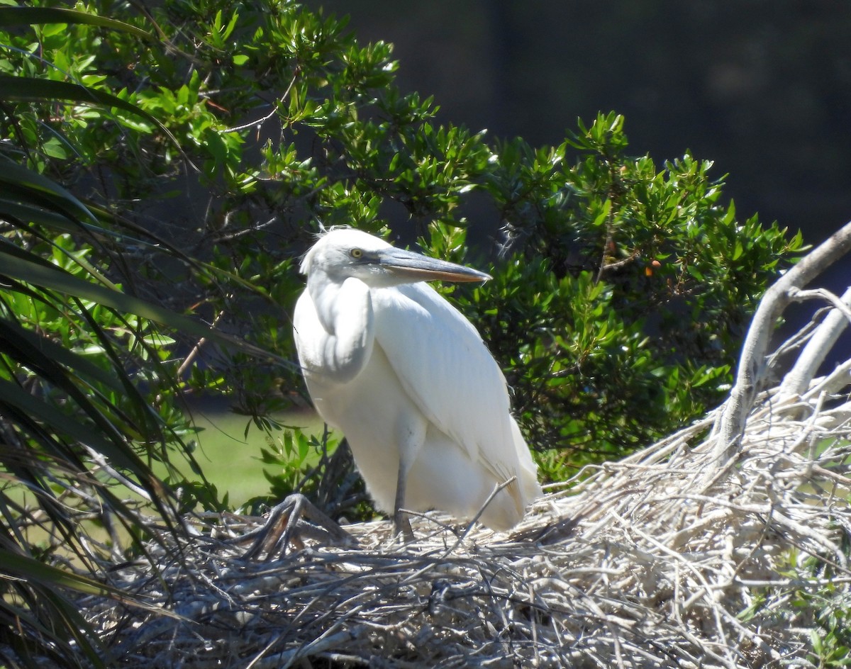Great Blue Heron (Great White) - ML632716023