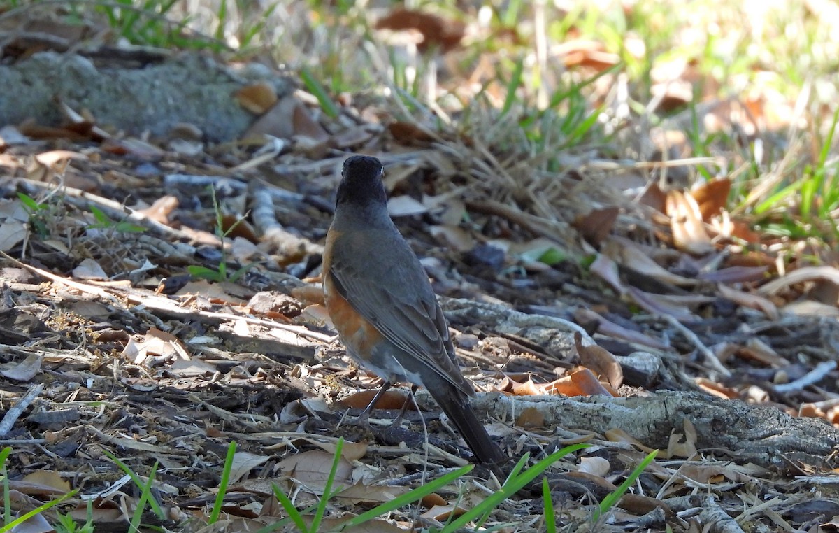 American Robin - ML632716032