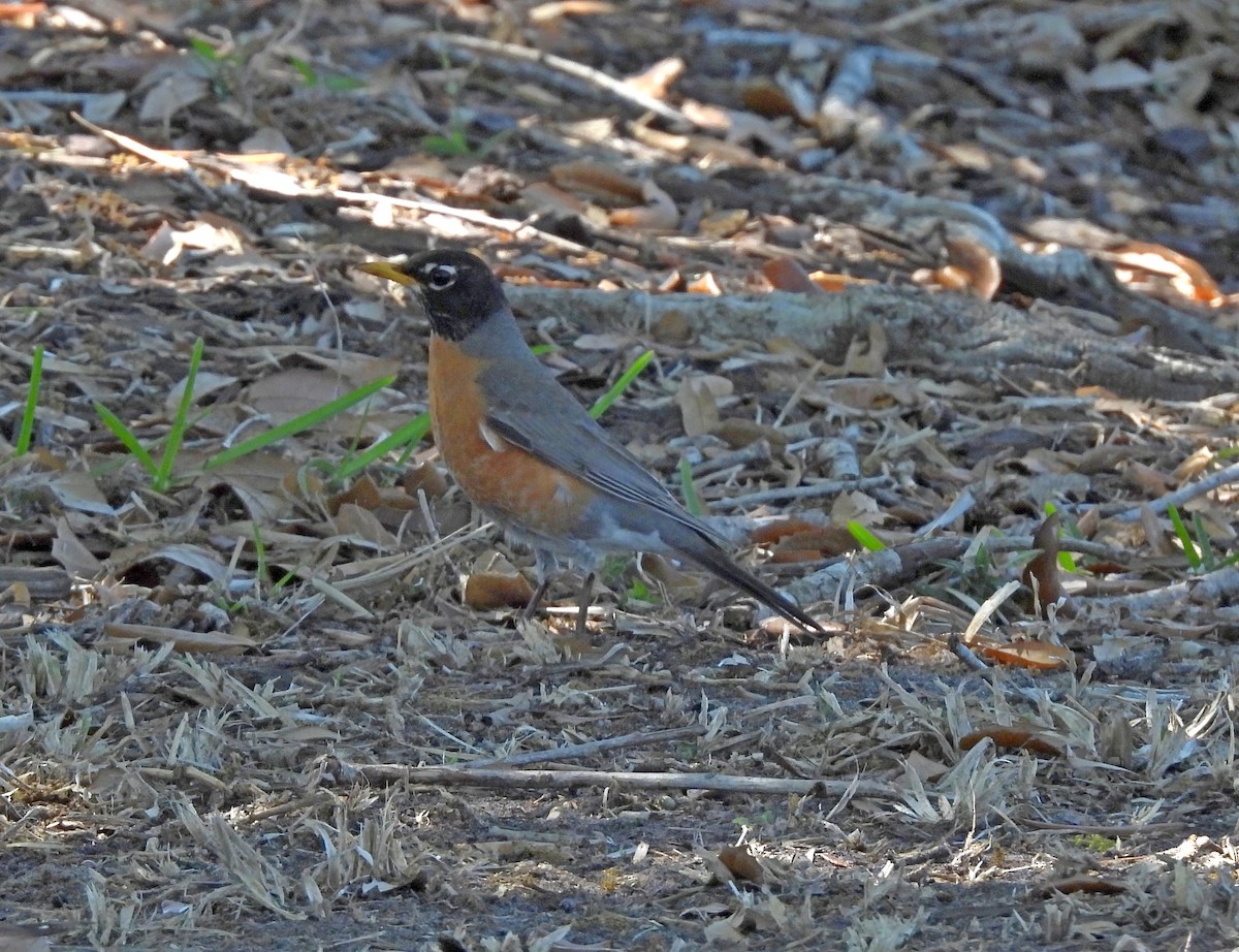 American Robin - ML632716033