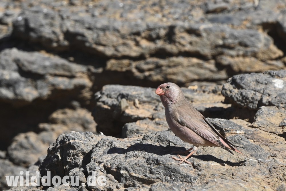 Trumpeter Finch - ML632716124