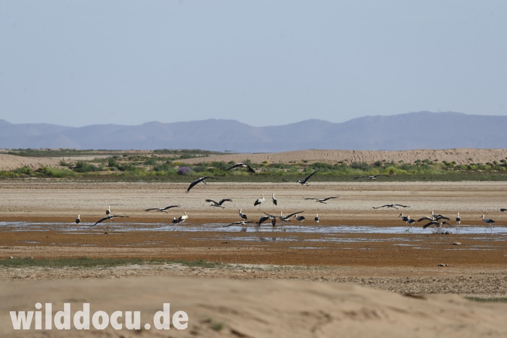 White Stork - ML632716160