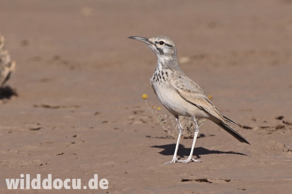 Greater Hoopoe-Lark - ML632716182
