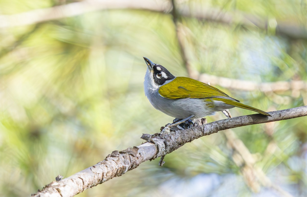 Black-crowned Palm-Tanager - ML632716212