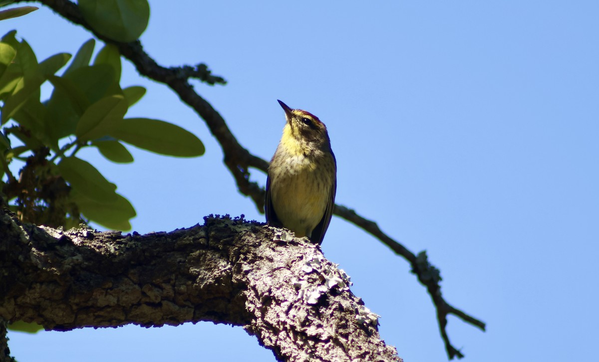 Palm Warbler - ML632716216