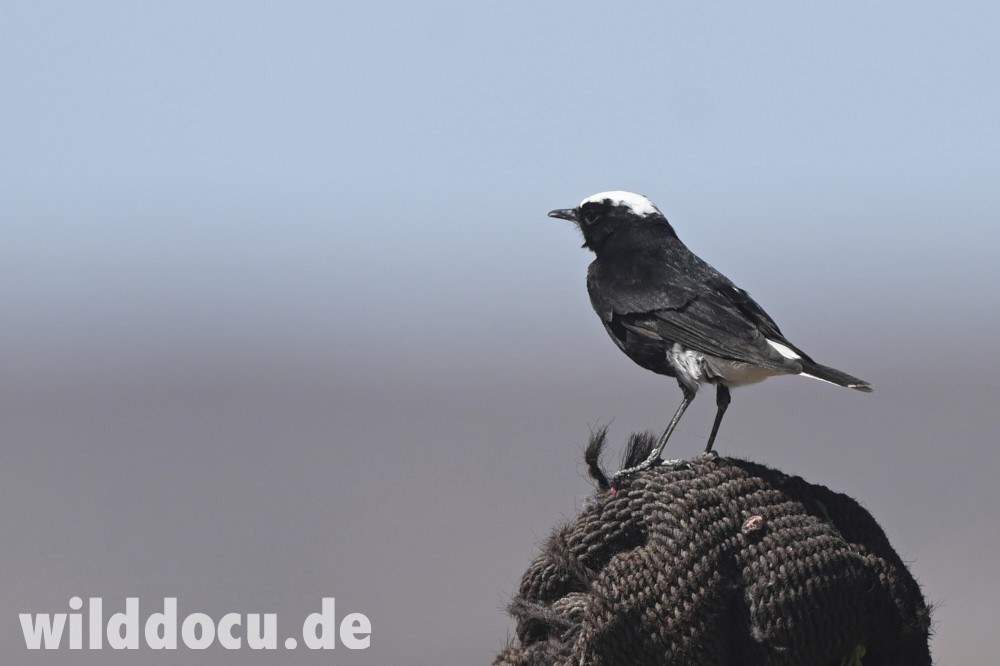 White-crowned Wheatear - ML632716233