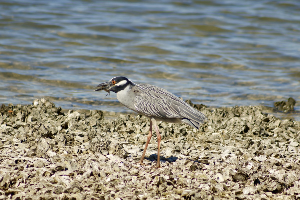 Yellow-crowned Night Heron - ML632716240