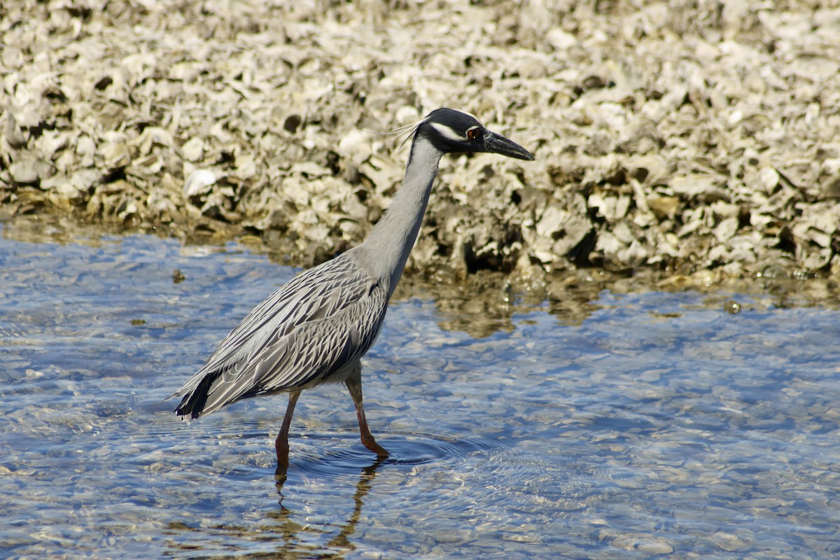 Yellow-crowned Night Heron - ML632716241