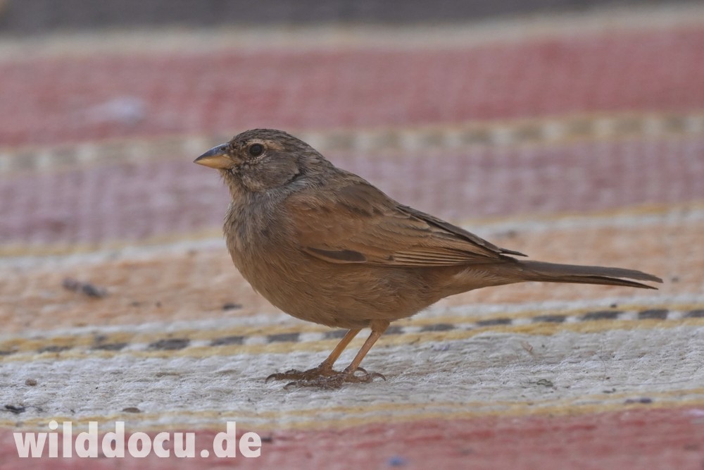 House Bunting - ML632716290