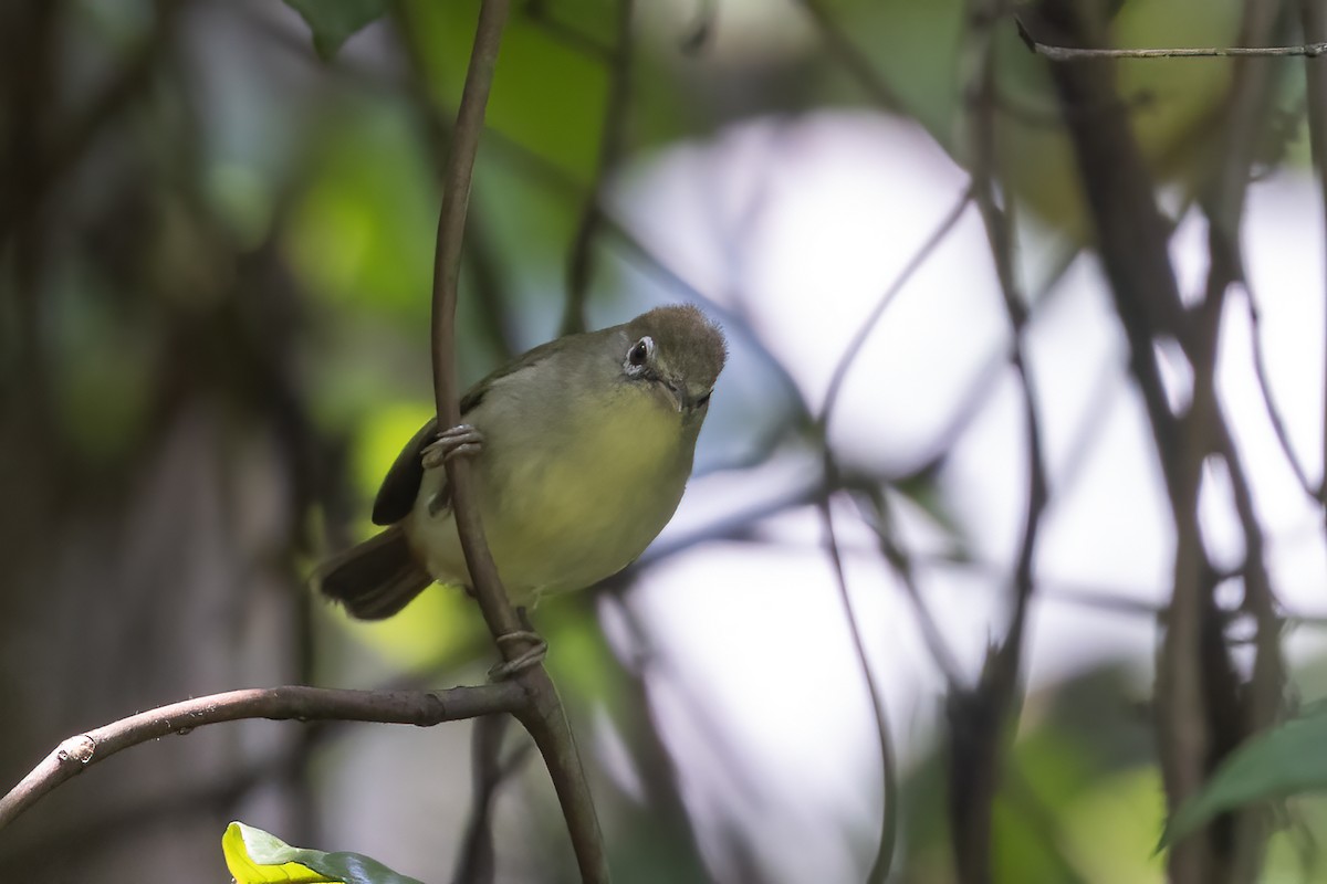Principe White-eye - ML632716327