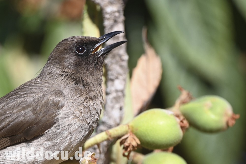 Common Bulbul - ML632716342
