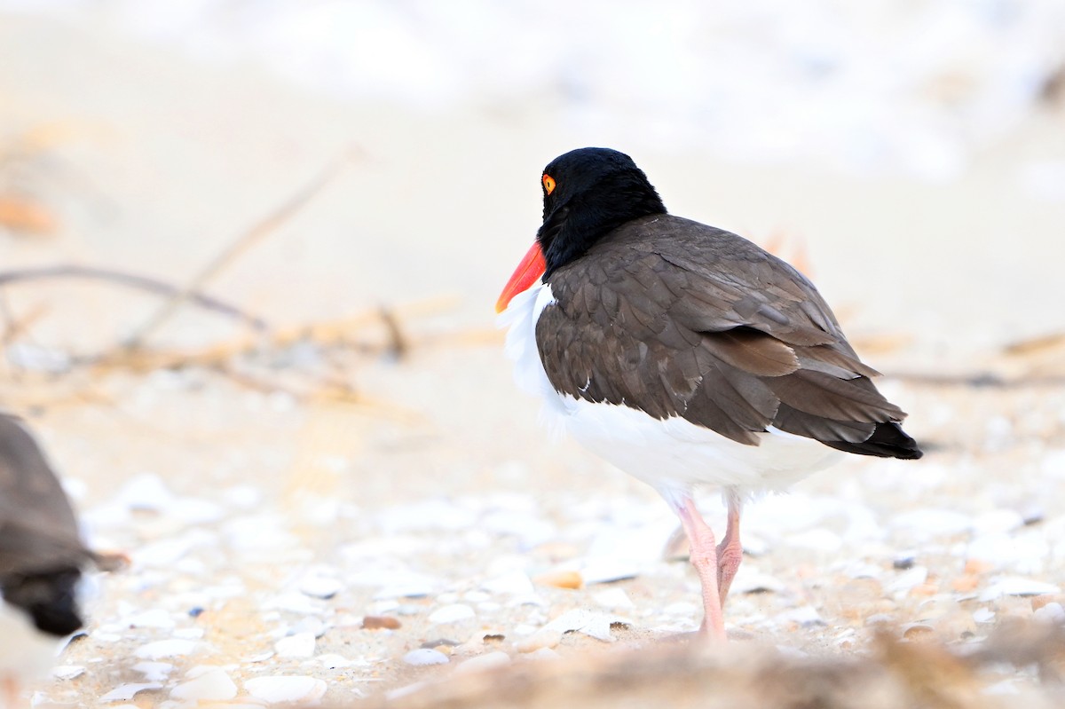 Американский кулик-сорока - ML632716568