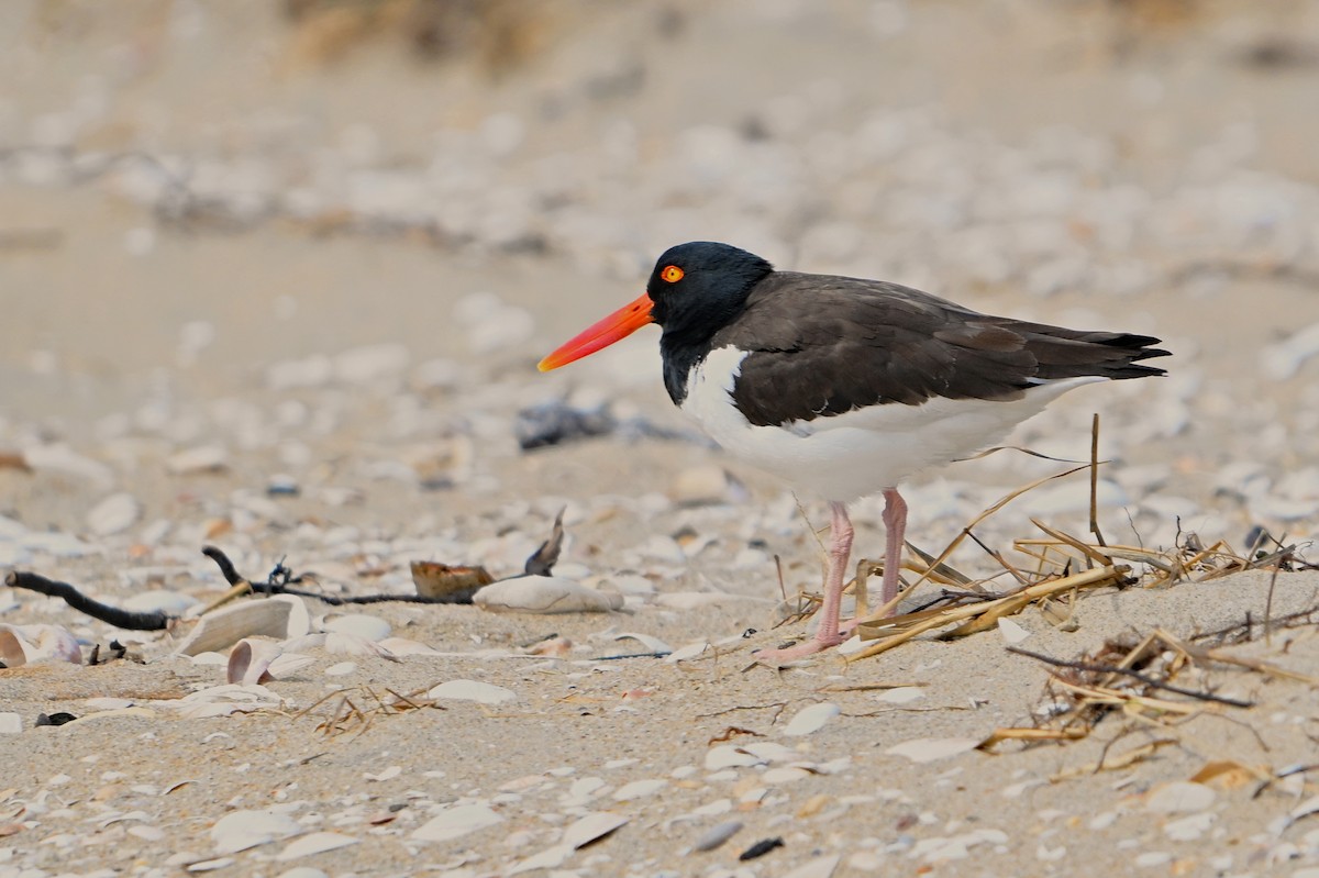 Американский кулик-сорока - ML632716569