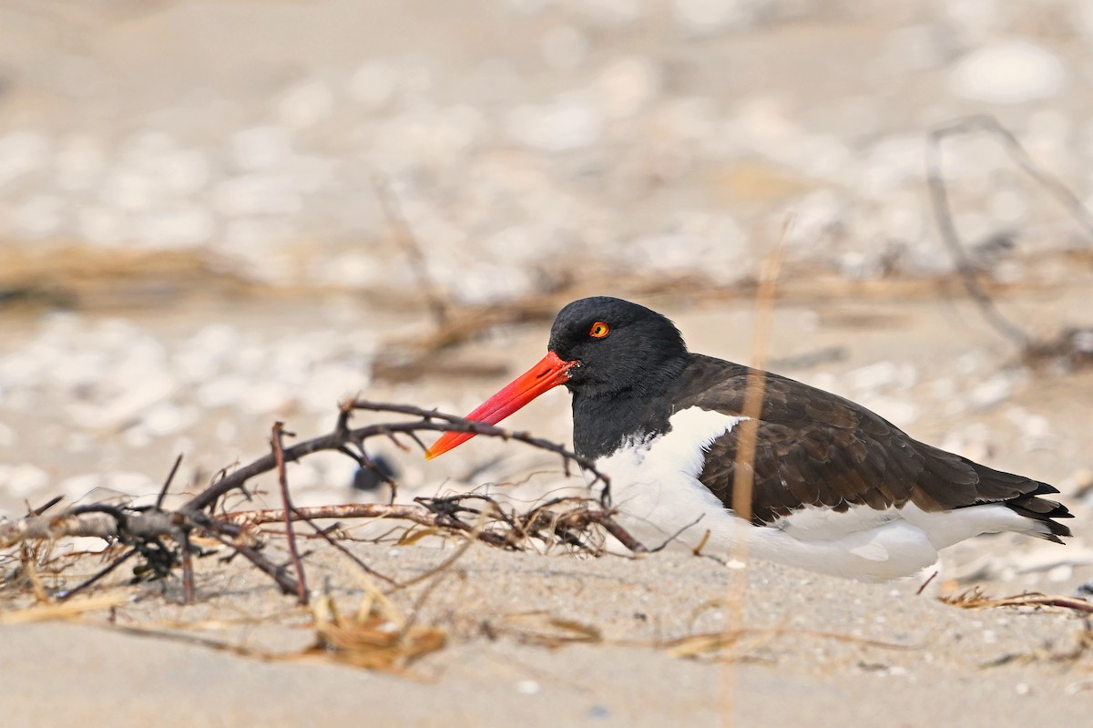 Американский кулик-сорока - ML632716570