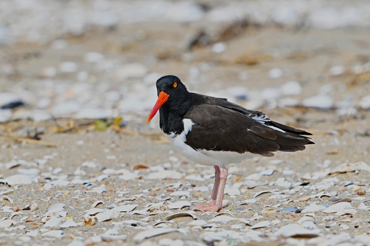 Американский кулик-сорока - ML632716571