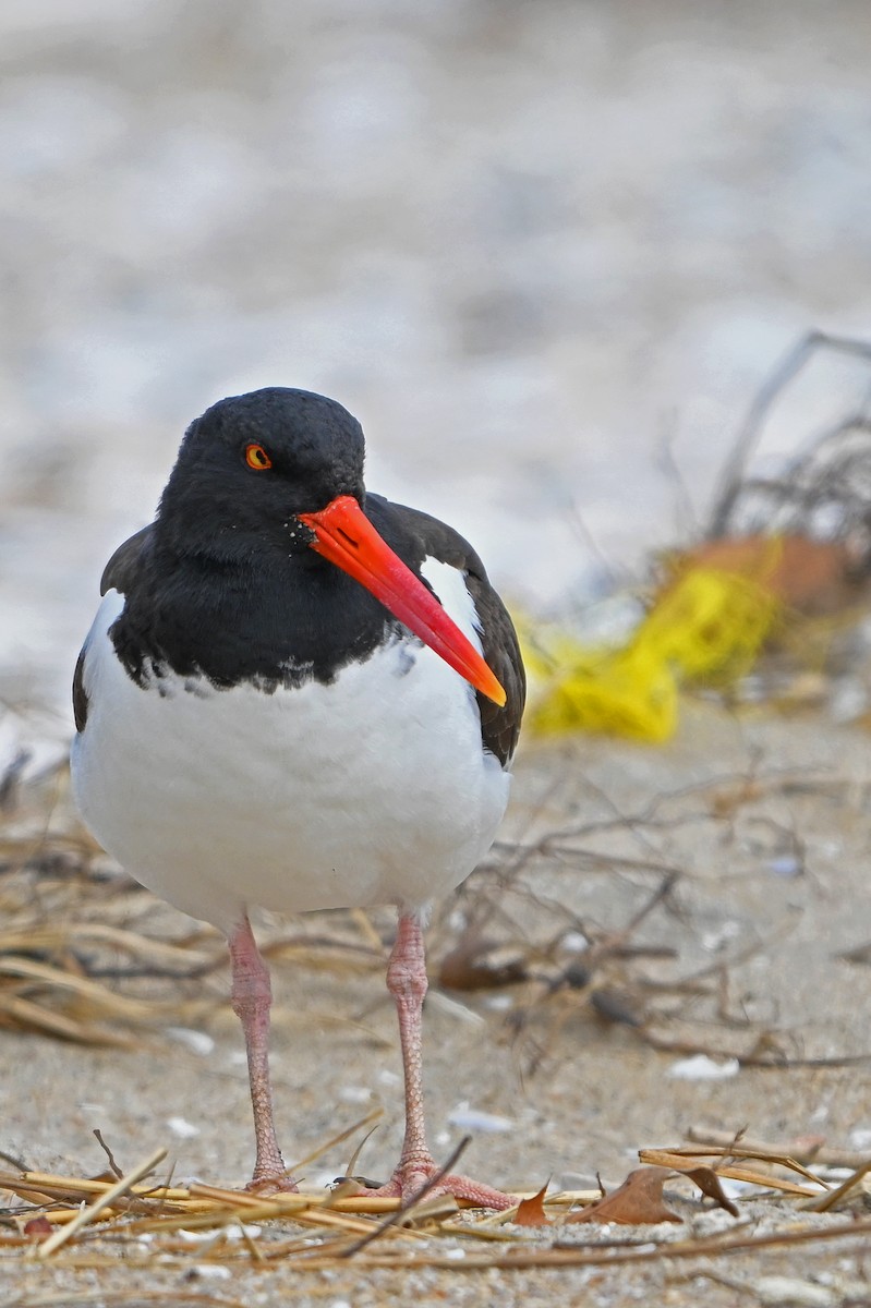 Американский кулик-сорока - ML632716572