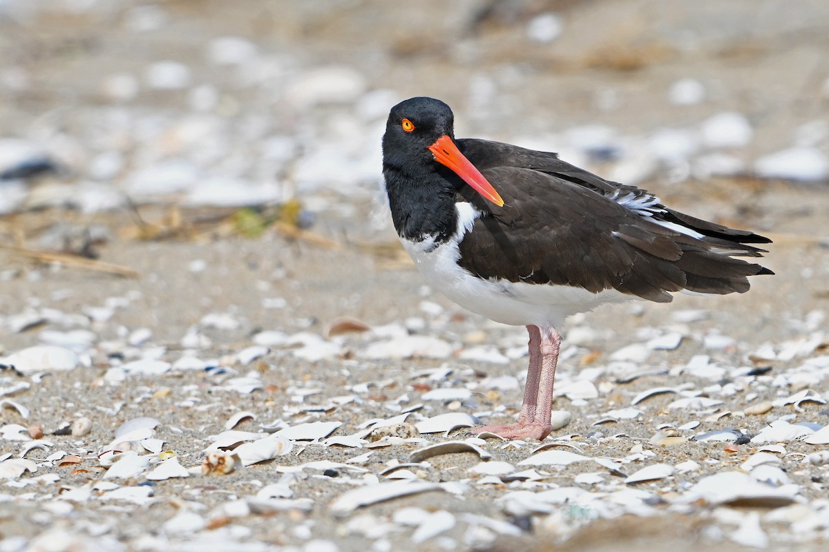 Американский кулик-сорока - ML632716573