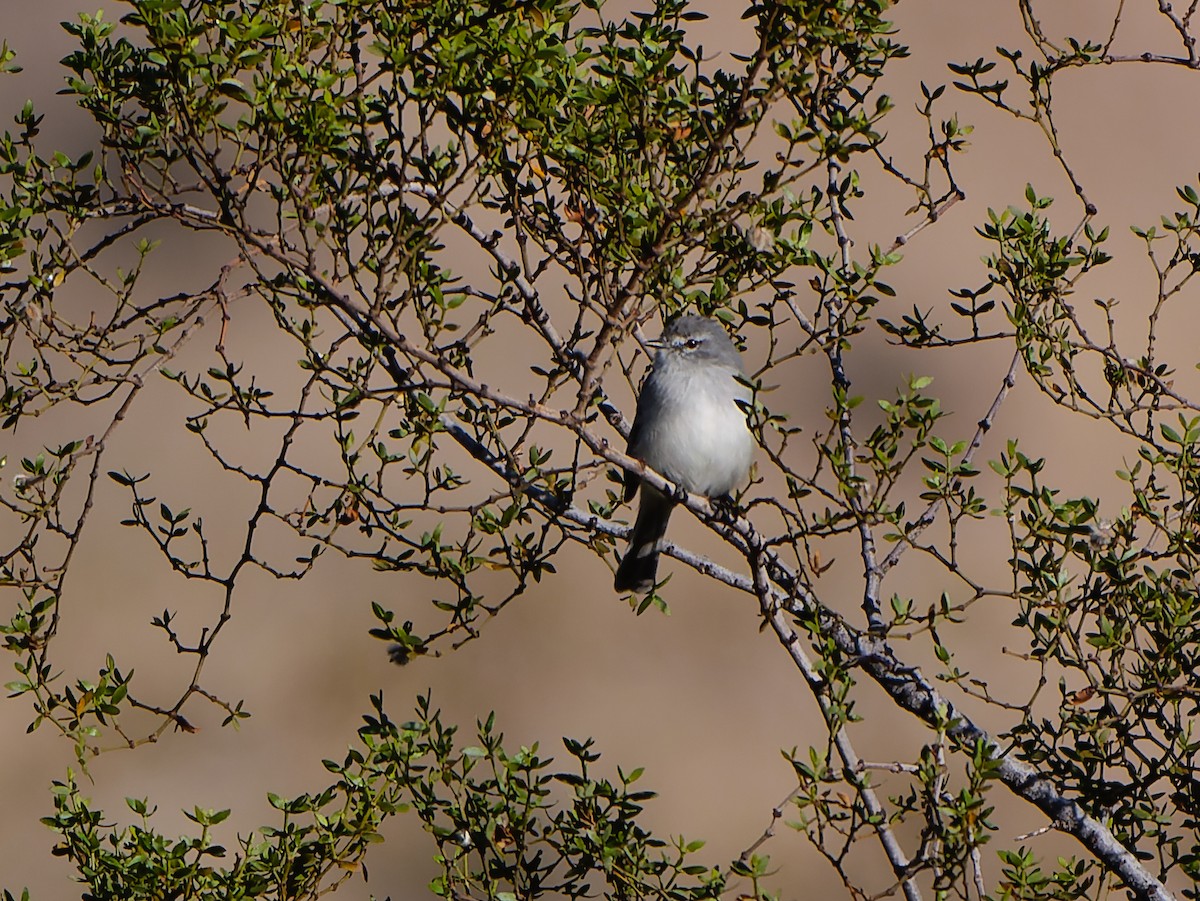 White-crested Tyrannulet (White-bellied) - ML632716732