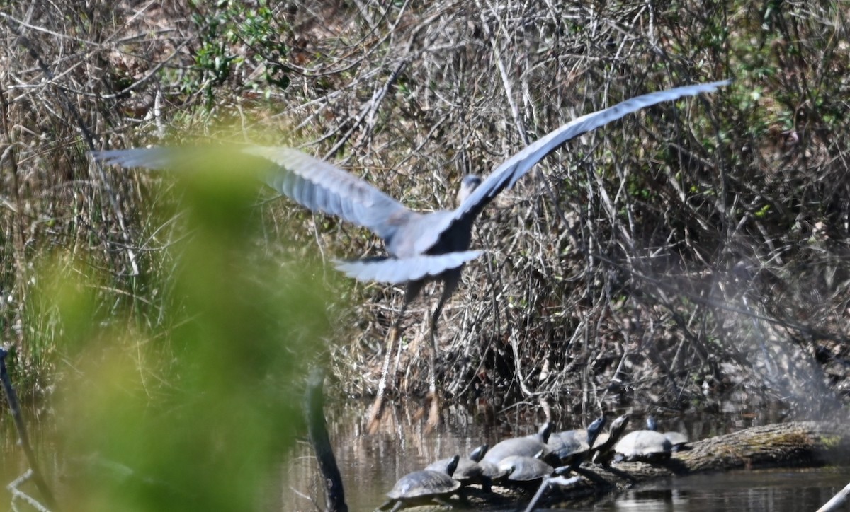 Great Blue Heron - ML632716827