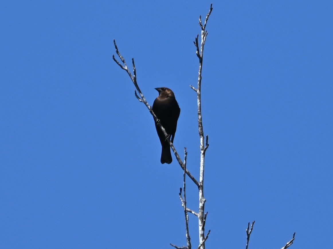 Brown-headed Cowbird - ML632716856