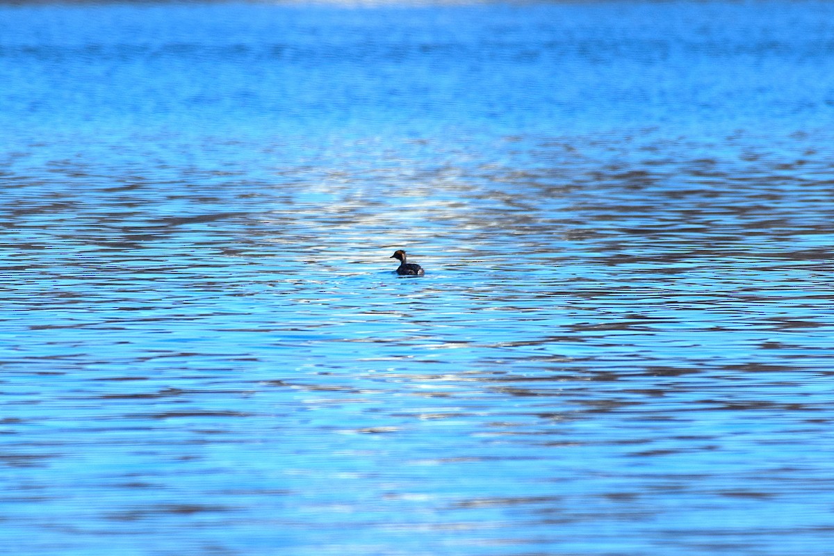 Horned Grebe - ML632716862