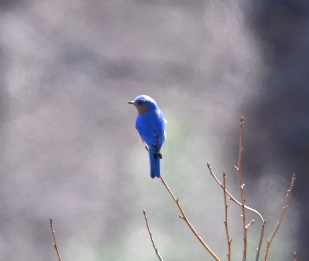 Eastern Bluebird - ML632716878