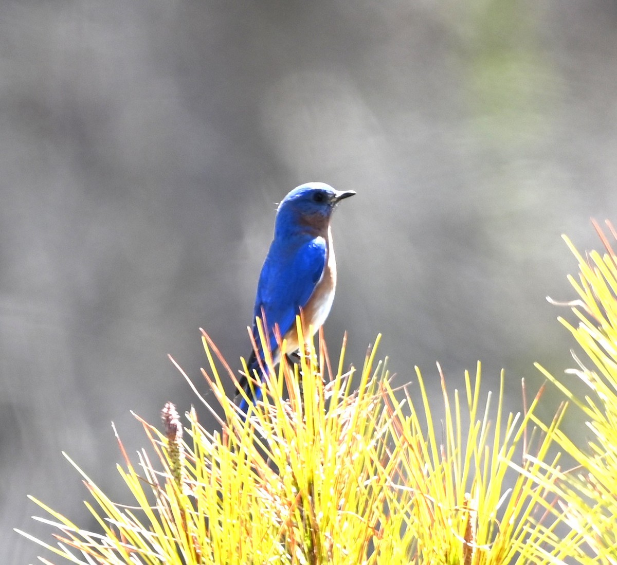 Eastern Bluebird - ML632716879