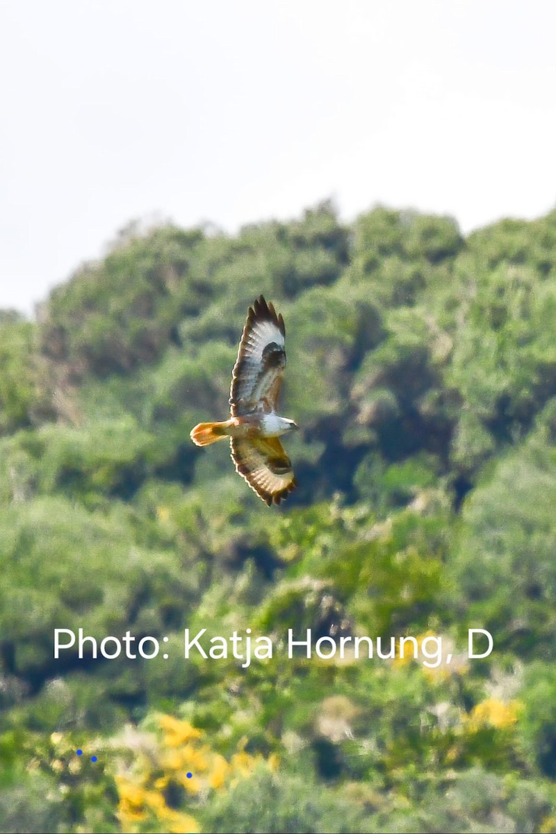 Long-legged Buzzard - ML632716897