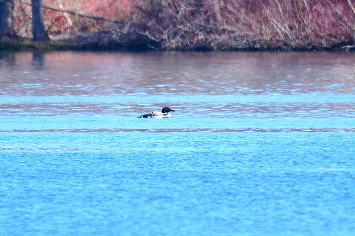 Common Loon - ML632716908