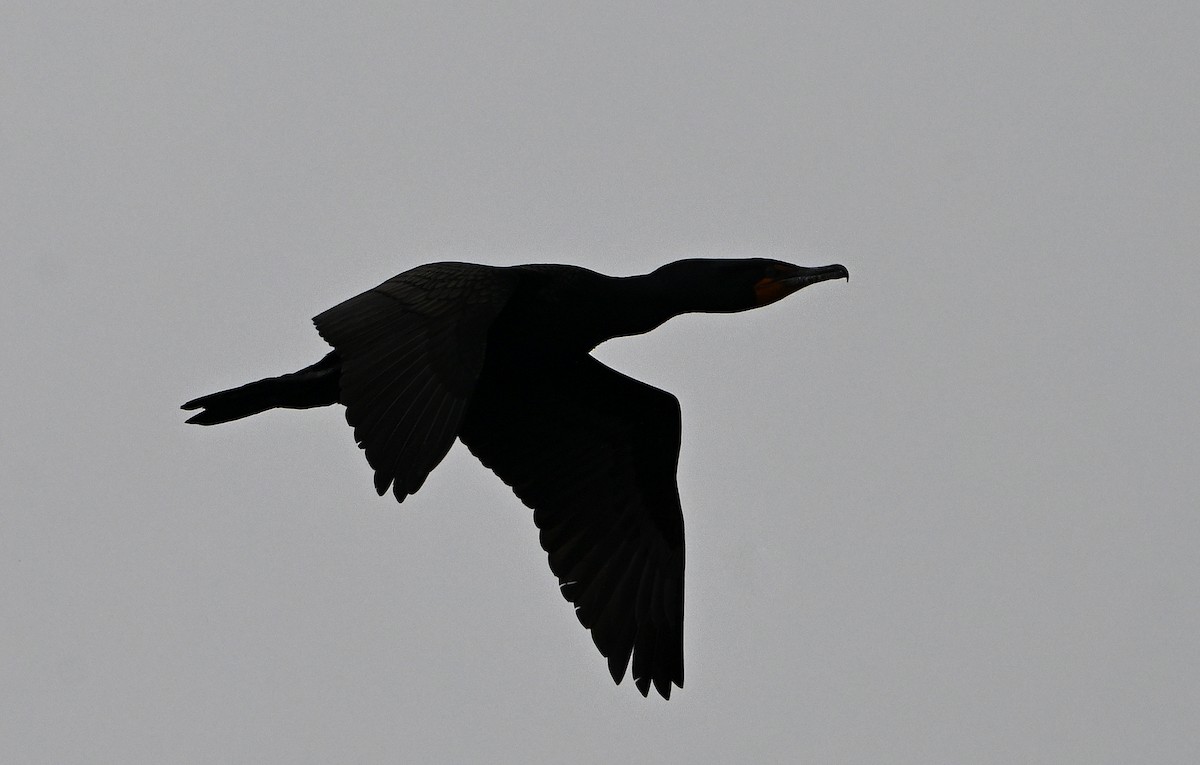 Double-crested Cormorant - ML632716920