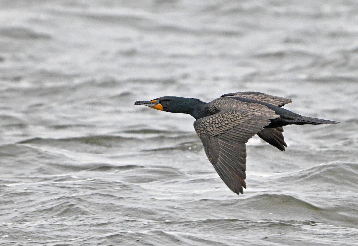 Double-crested Cormorant - ML632716921