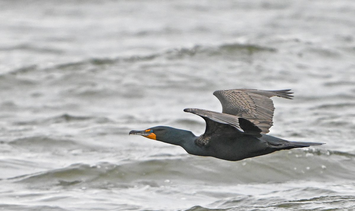 Double-crested Cormorant - ML632716922