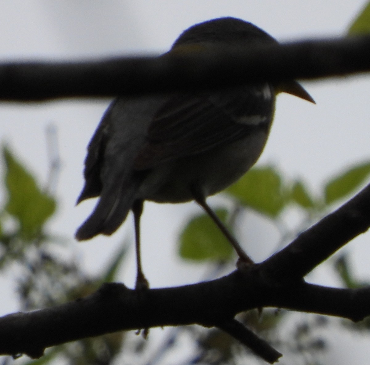 Northern Parula - ML632716926