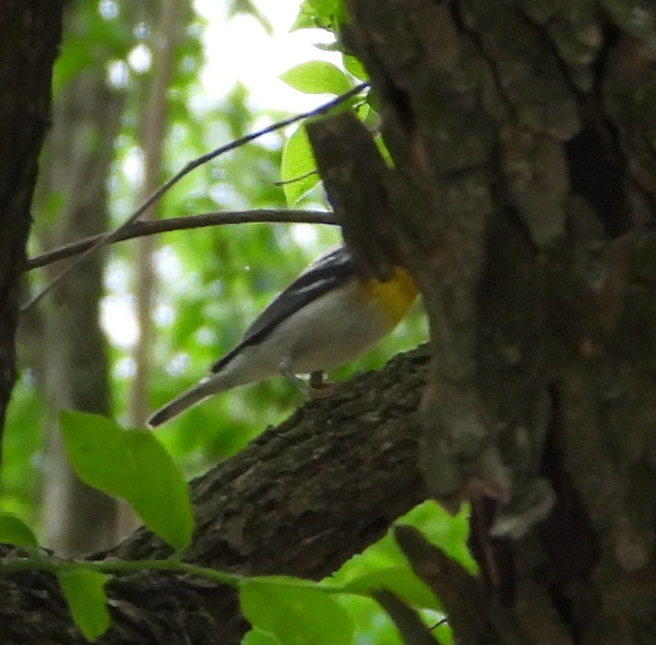 Northern Parula - ML632716927