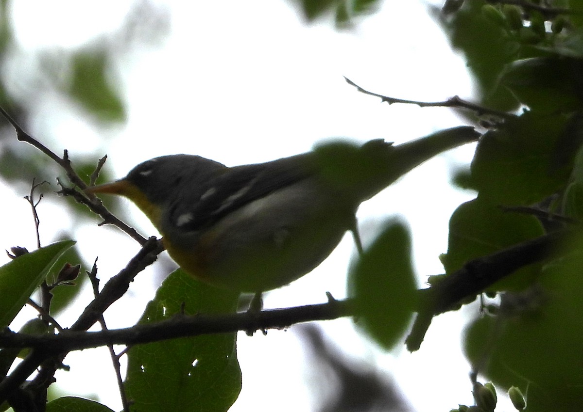 Northern Parula - ML632716928