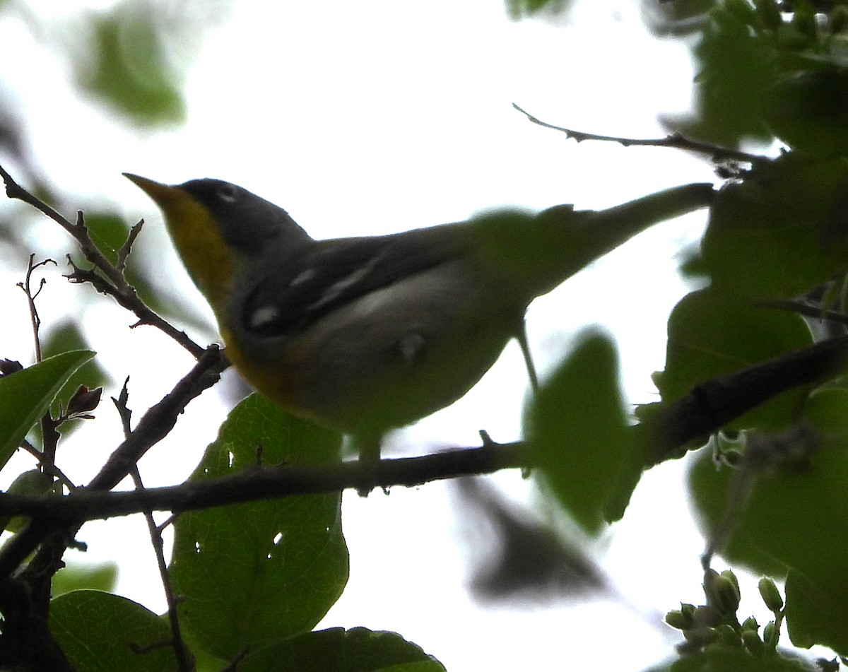 Northern Parula - ML632716929