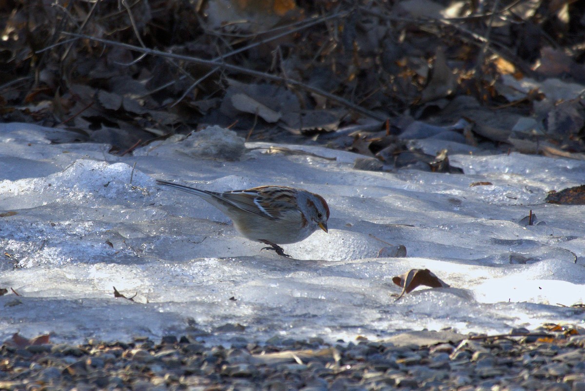 American Tree Sparrow - ML632716979