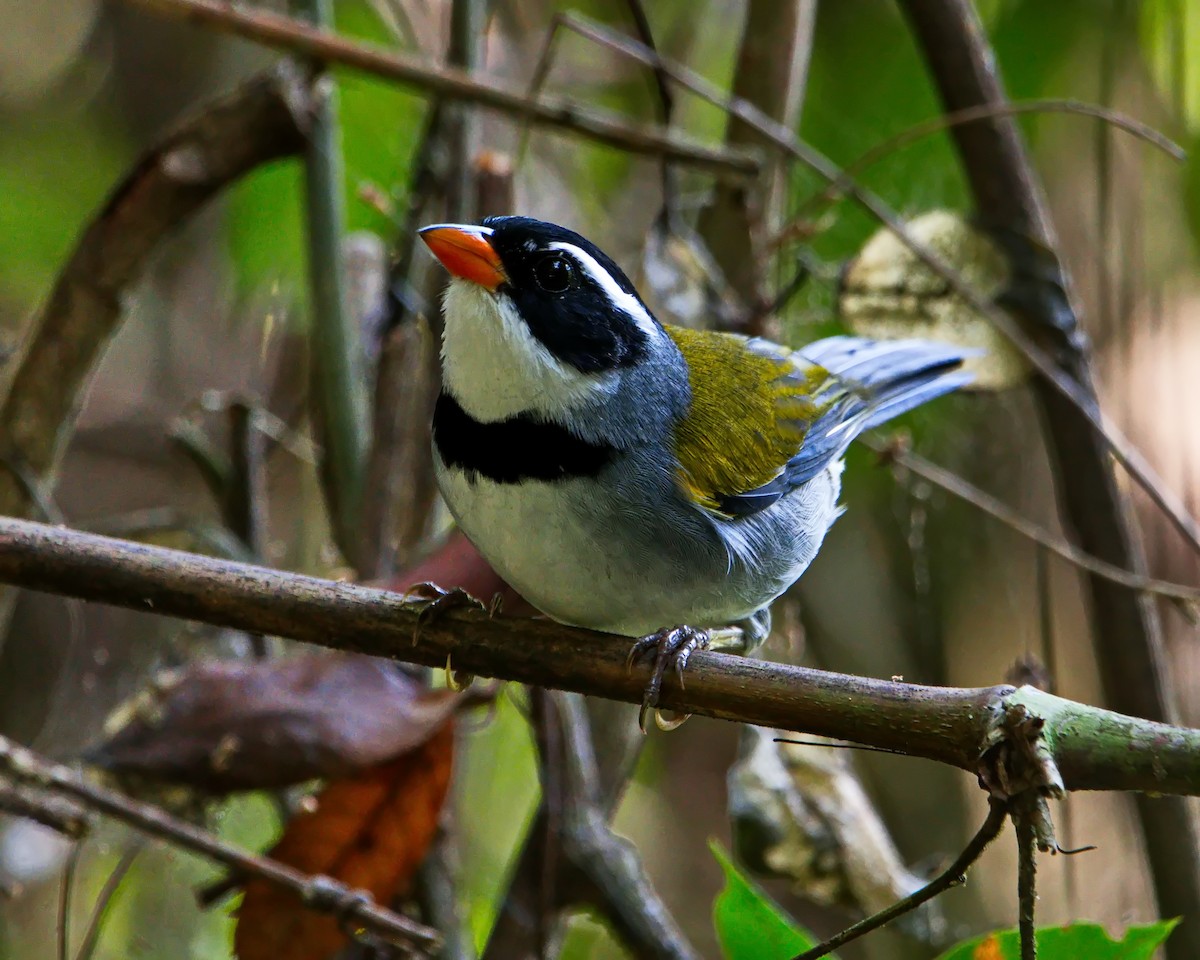 Saffron-billed Sparrow (Saffron-billed) - ML632716980