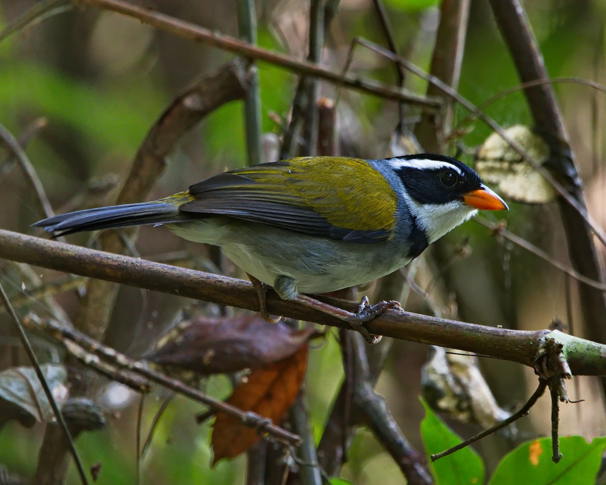 Saffron-billed Sparrow (Saffron-billed) - ML632716981