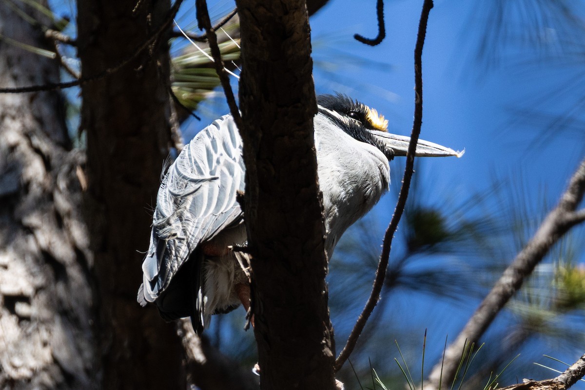Yellow-crowned Night Heron - ML632717036