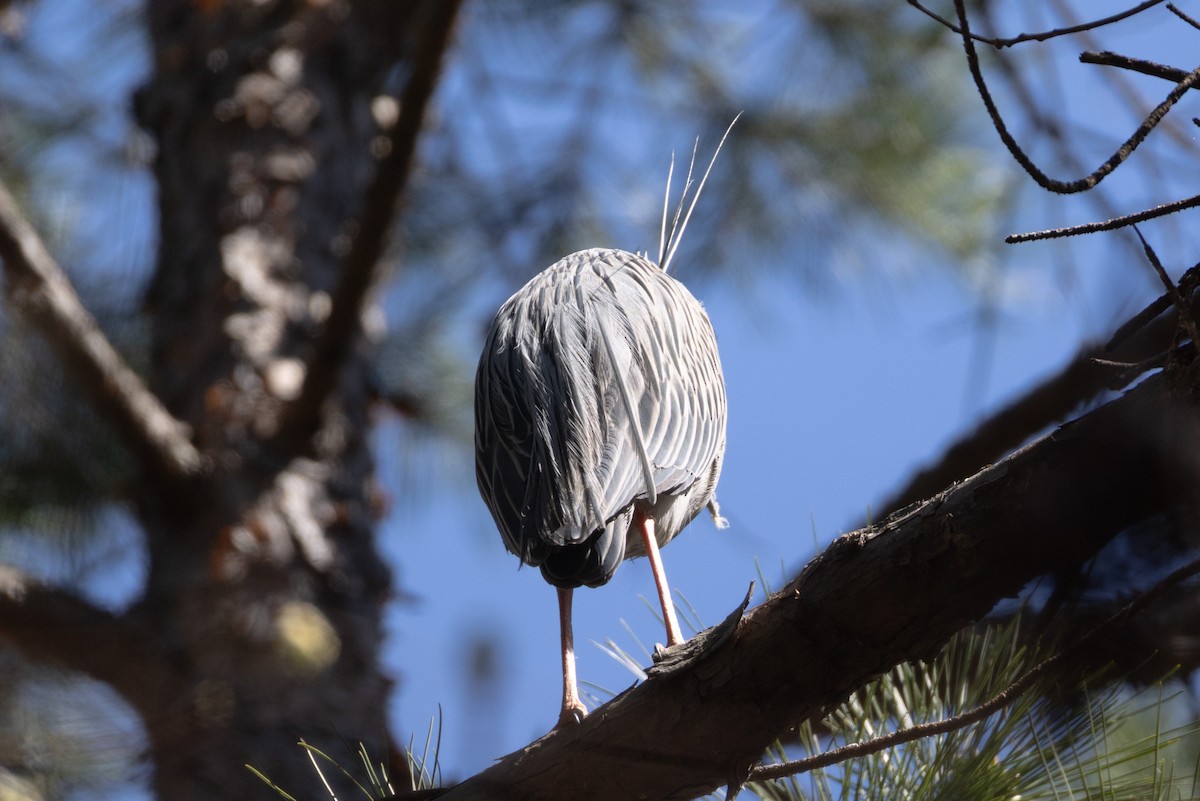 Yellow-crowned Night Heron - ML632717037