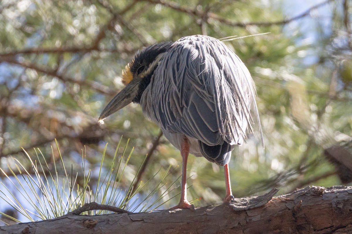 Yellow-crowned Night Heron - ML632717038