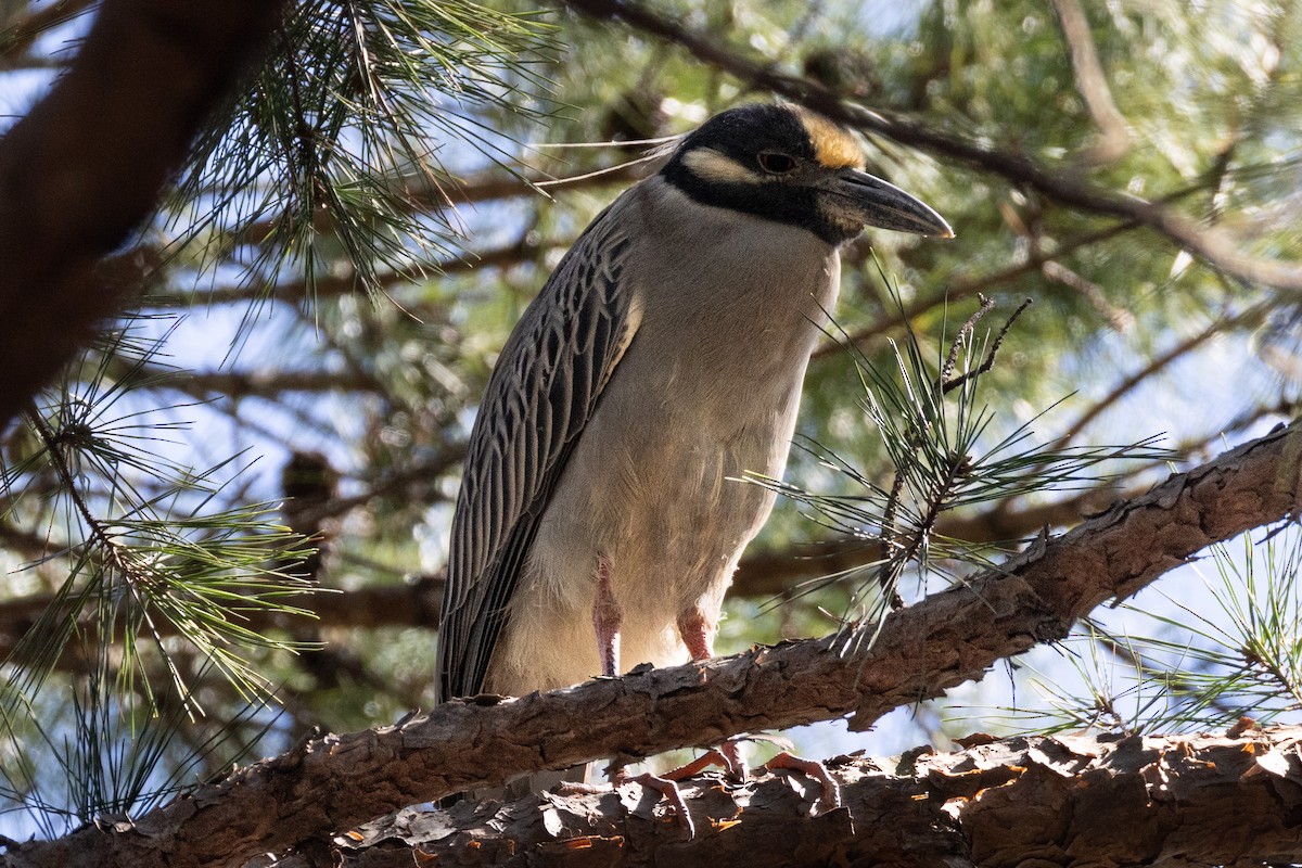 Yellow-crowned Night Heron - ML632717039