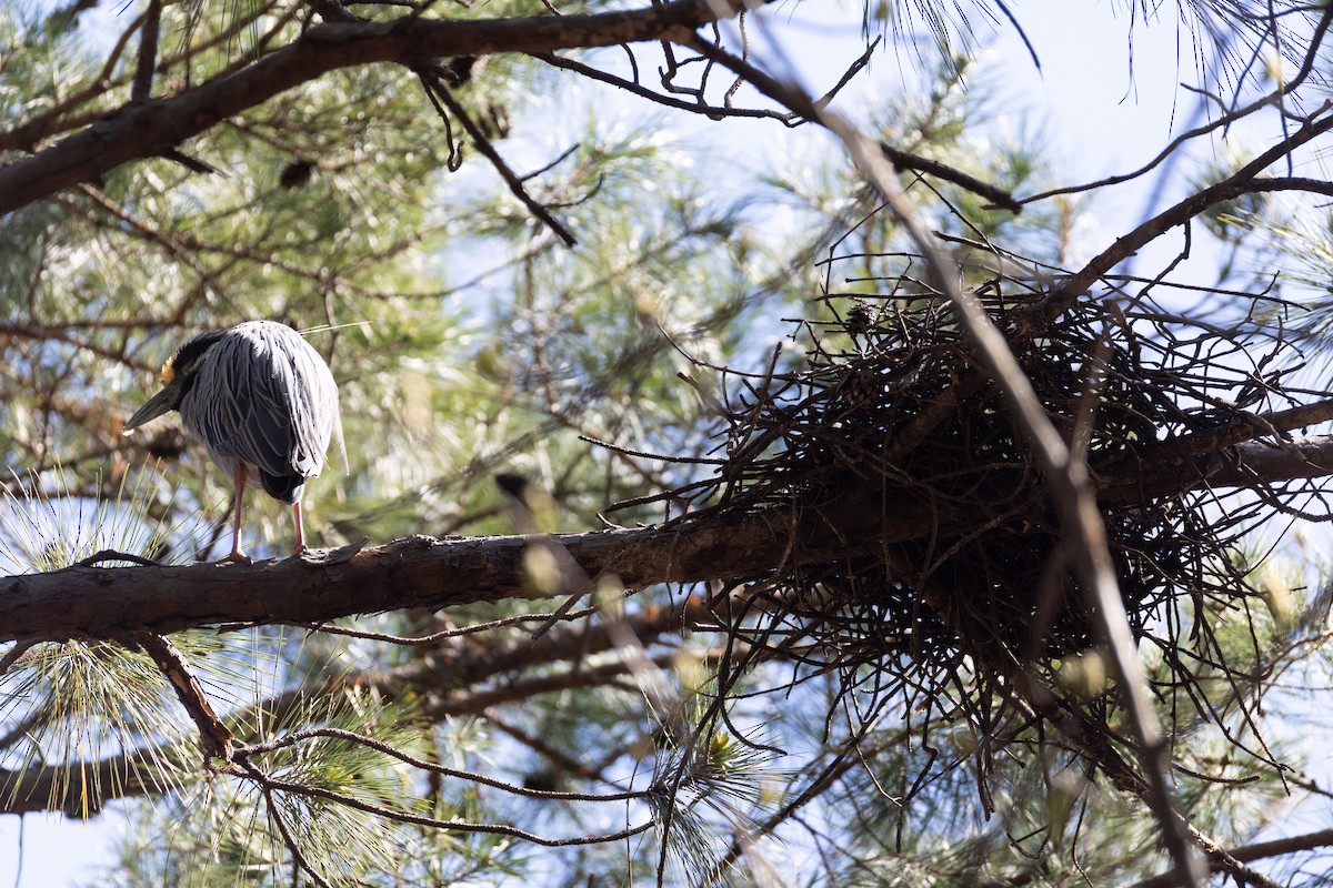 Yellow-crowned Night Heron - ML632717040