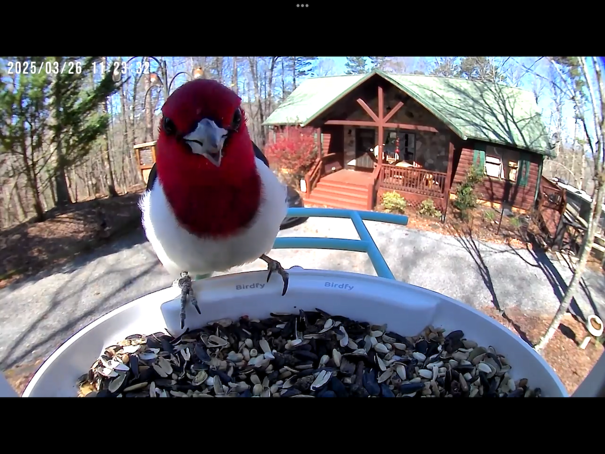 Red-headed Woodpecker - ML632717096