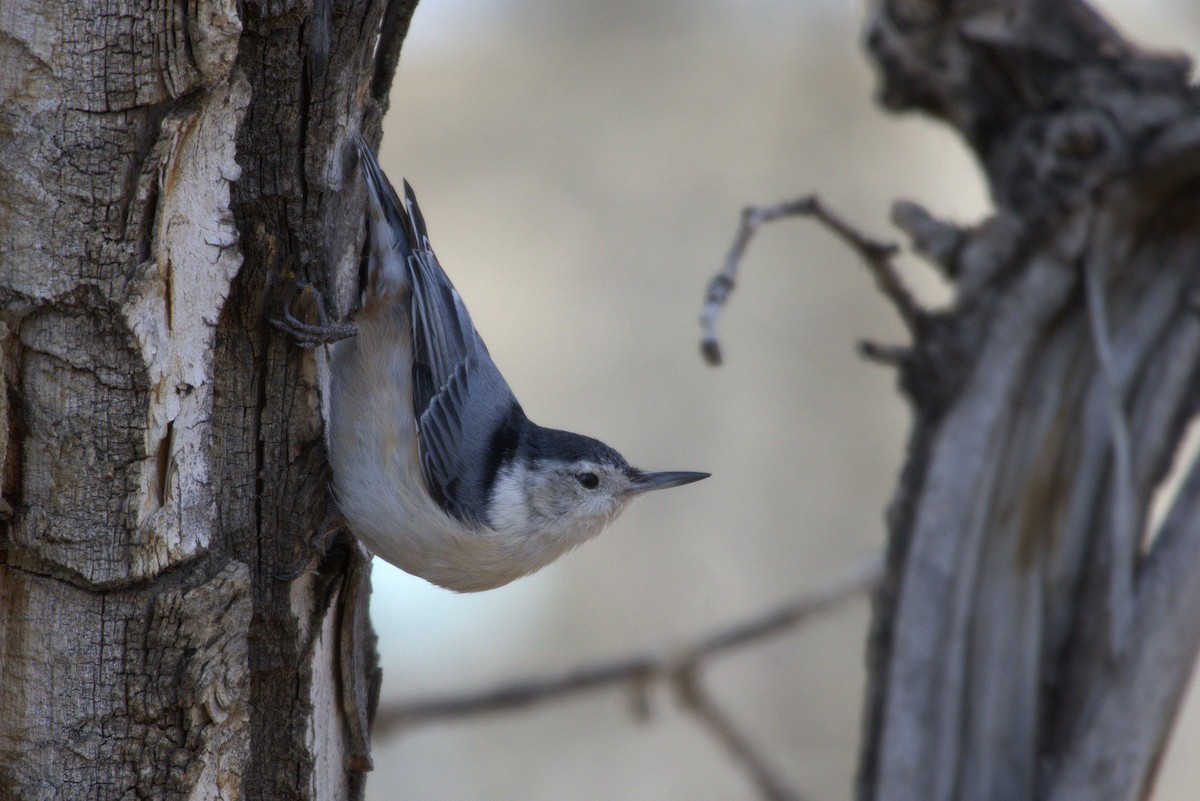 White-breasted Nuthatch - ML632717166