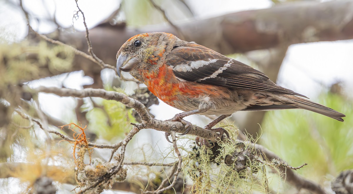 Hispaniolan Crossbill - ML632717178