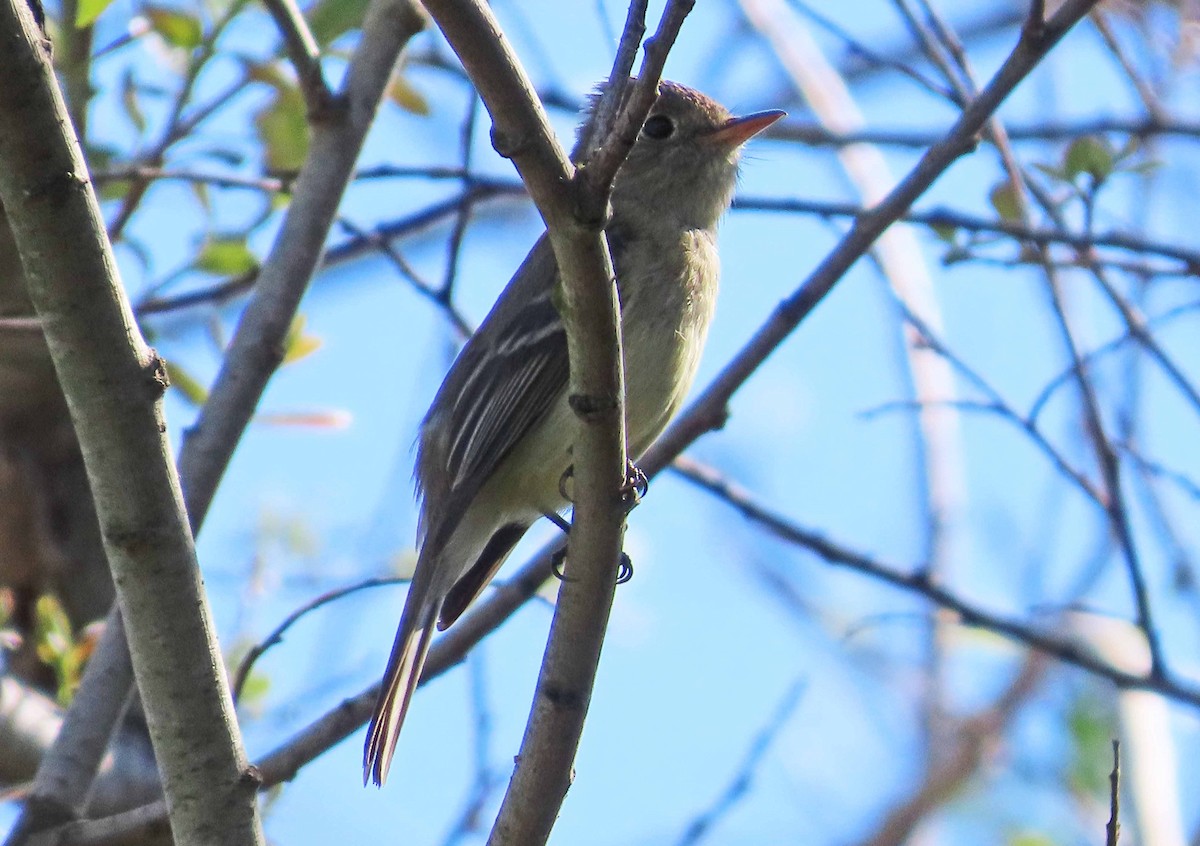 Western Flycatcher (Pacific-slope) - ML632717203