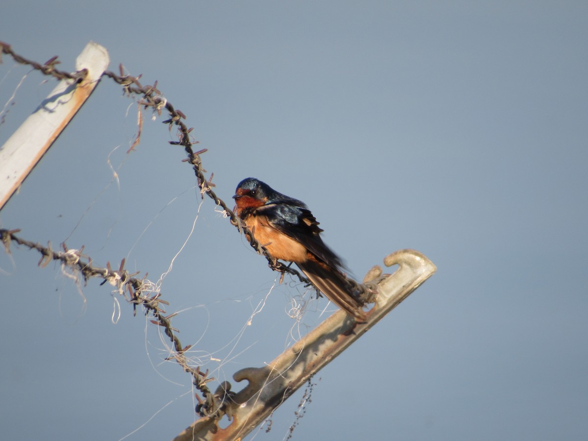 Barn Swallow - ML632717233
