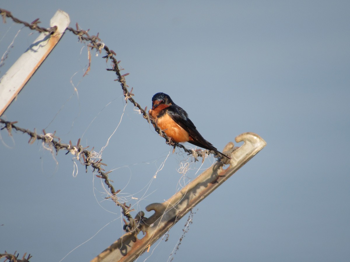 Barn Swallow - ML632717234