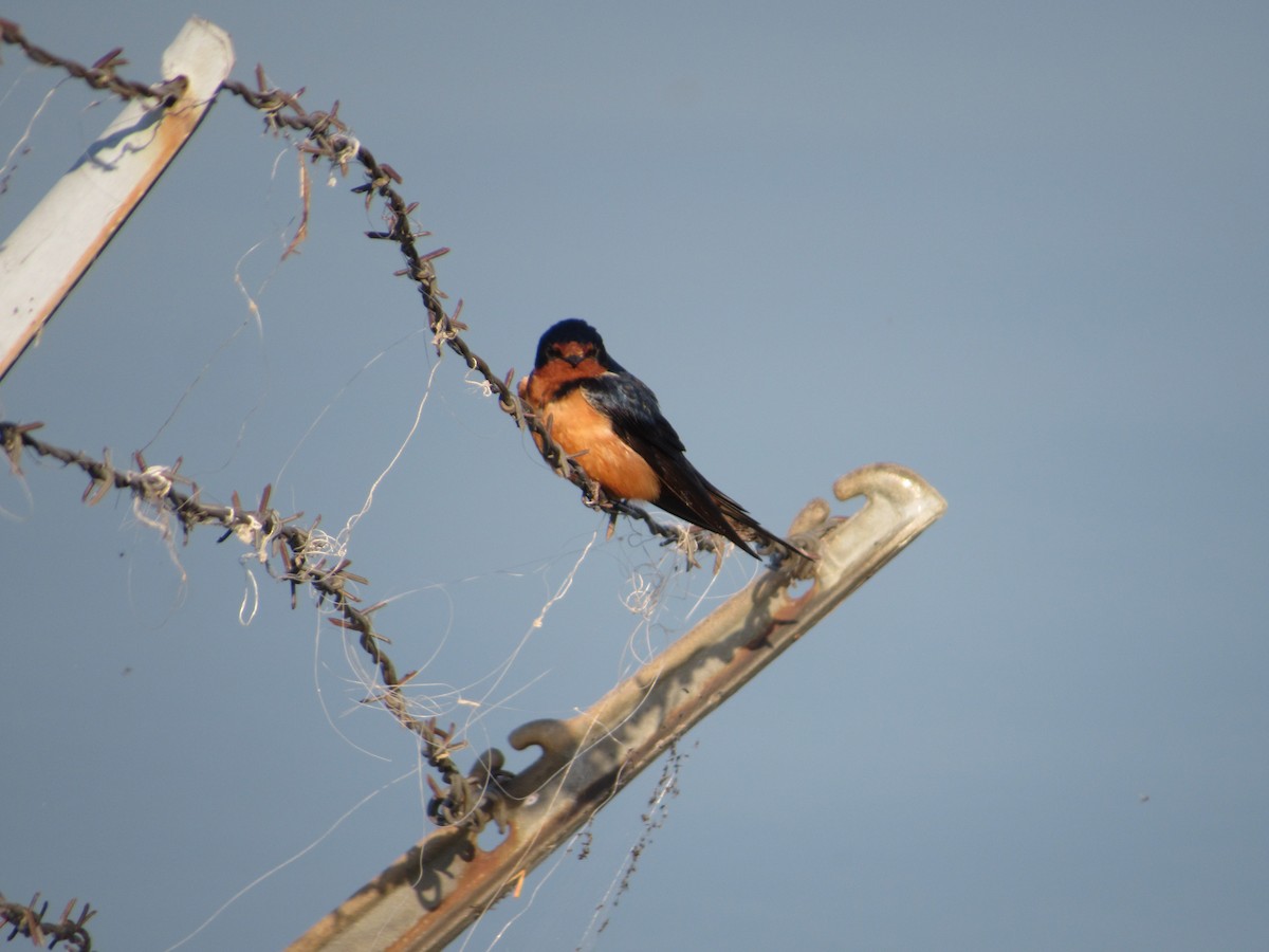 Barn Swallow - ML632717236